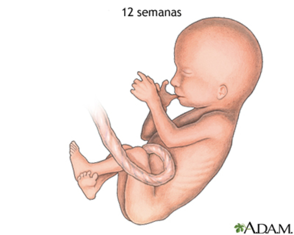 Doceava semna (3 mes)