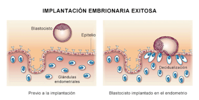 Llegada del blastocito al Utero