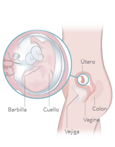 Semana 11 De Embarazo