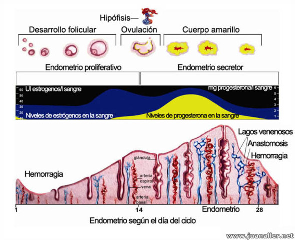 Ciclo Menstrual.