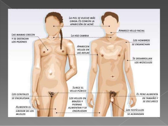 Pubertad (Hombre y mujer)