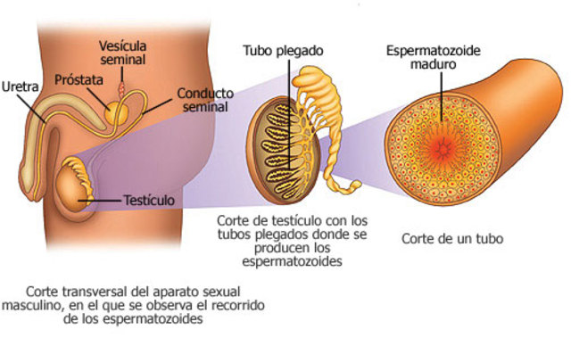 Espermatogénesis.