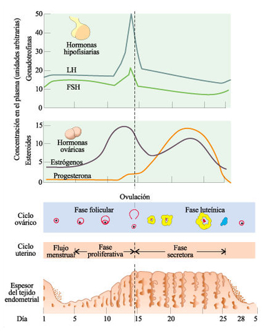 Ciclo hormonal