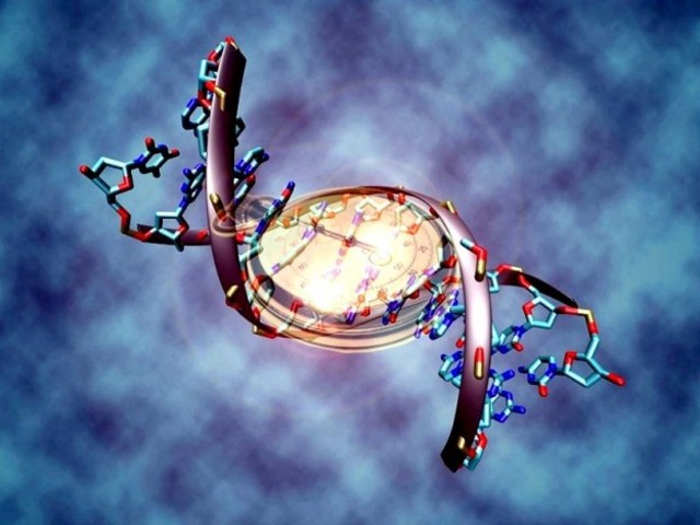 Comienza la activacion del reloj biológico.