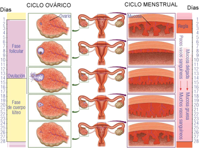 Ciclo menstrual