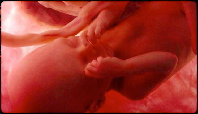 24 semanas (6 meses)