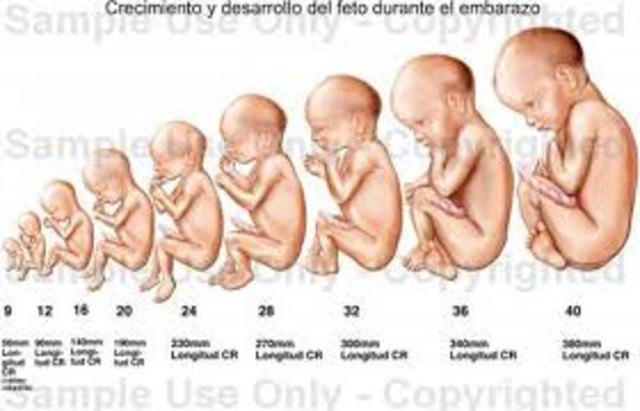 Desarrollo embrionario y fetal