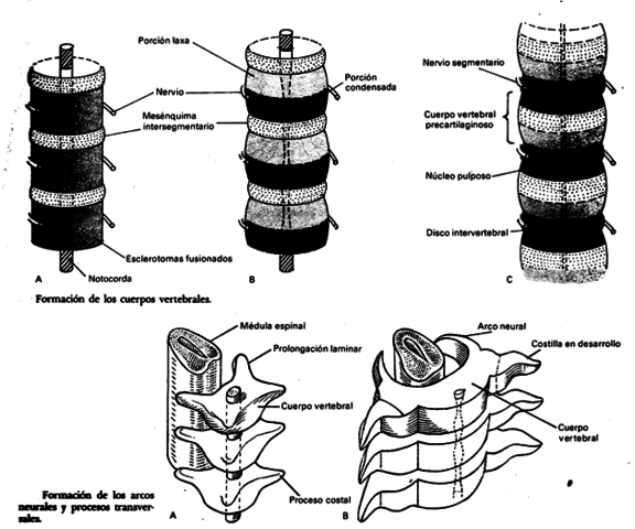 Formación de tejido