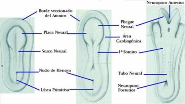 Se completa el tubo neural