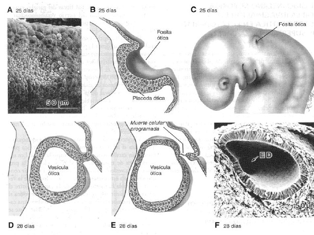 Desarrollo de los ojos