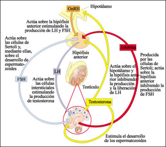 Ciclo hormonal masculino