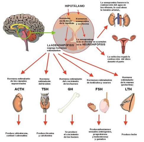 CAMBIOS ENDOCRINOLÓGICOS