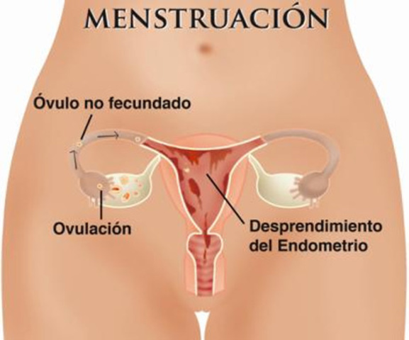 Ciclo menstrual