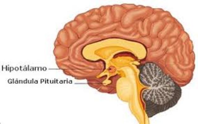 Hipotálamo