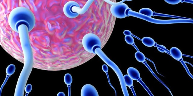 etapa de fecundacion