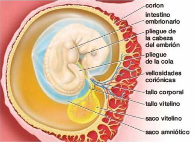 Día 23, Semana 4, 1° mes.
