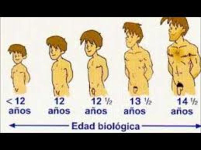 Caracteristicas de la Pubertad Masculina