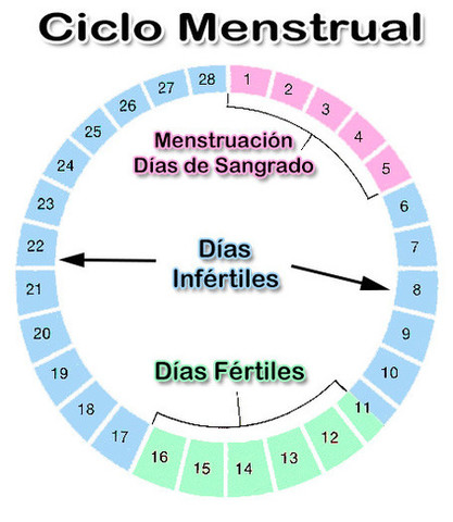 Ciclo menstrual y días de mayor fertilidad