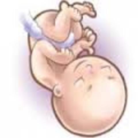 Semana 24 (6 Meses).