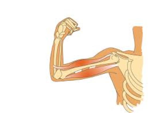 Huesos y músculos aumentan de tamaño, disparados por las mismas hormonas.