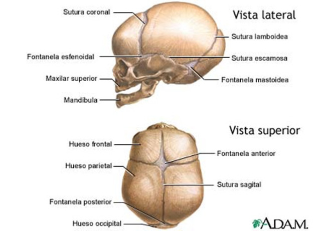 18 meses (Año y medio)