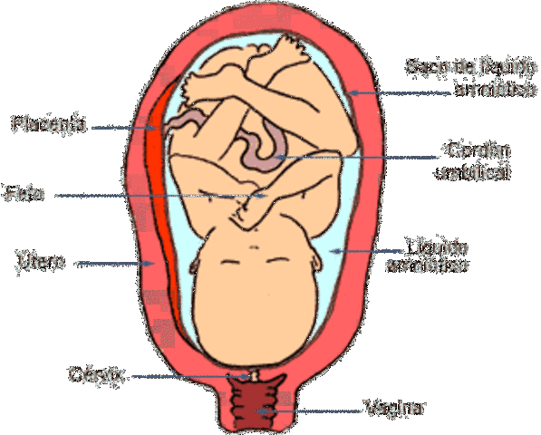 32a semana  (comienzo del 8 mes)