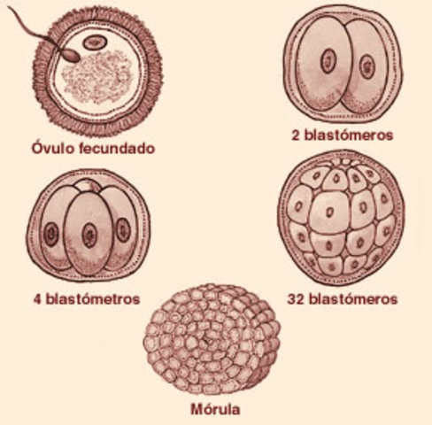 Día 4. "La mórula".