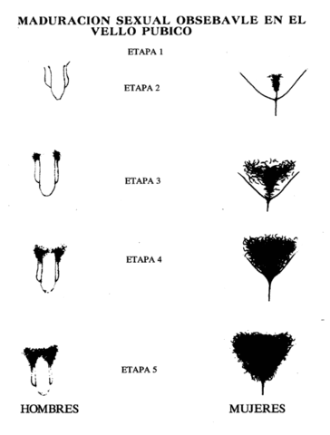 Adolescencia.  primera adolescencia