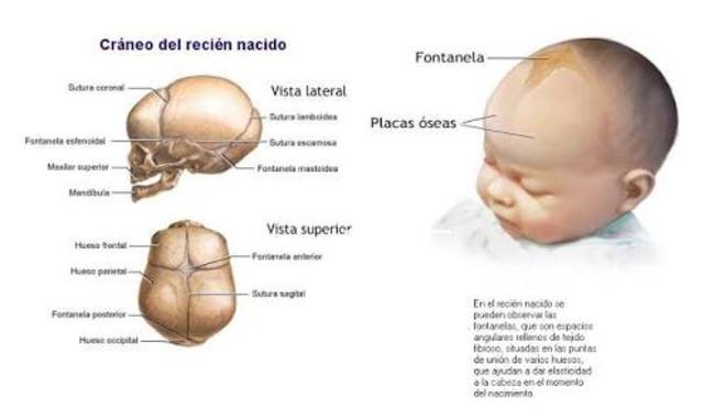 Desarrollo óseo y muscular