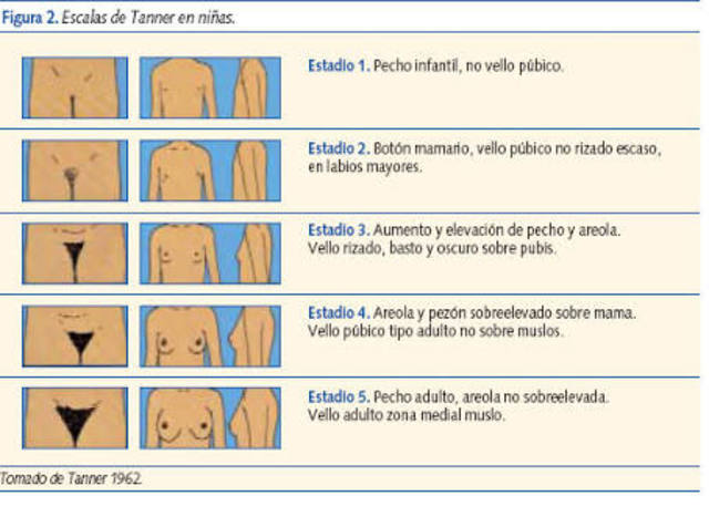 Desarrollo de las niñas segun Taner