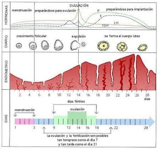 Ciclo menstrual (en mujeres)