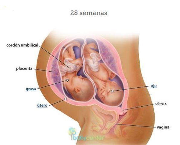 Semana 28, 7° mes.