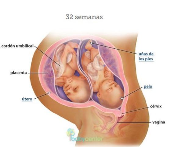 Semana 32, 8° mes.