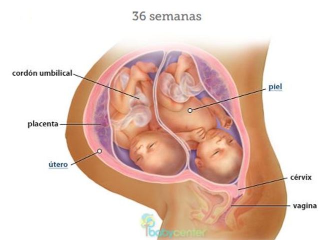 Semana 36, final del 8° mes