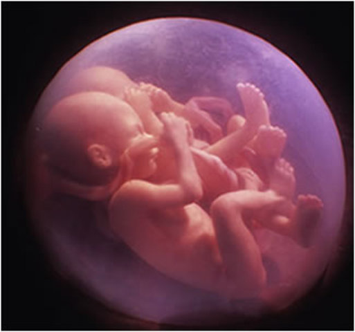 16ª Semana (segundo trimestre)