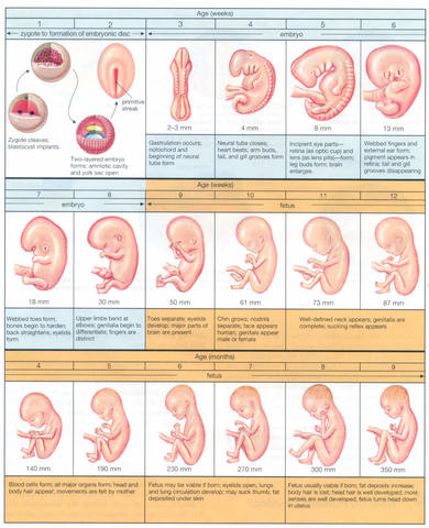 Periodo prenatal