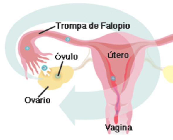 1° semana (comienzo)
