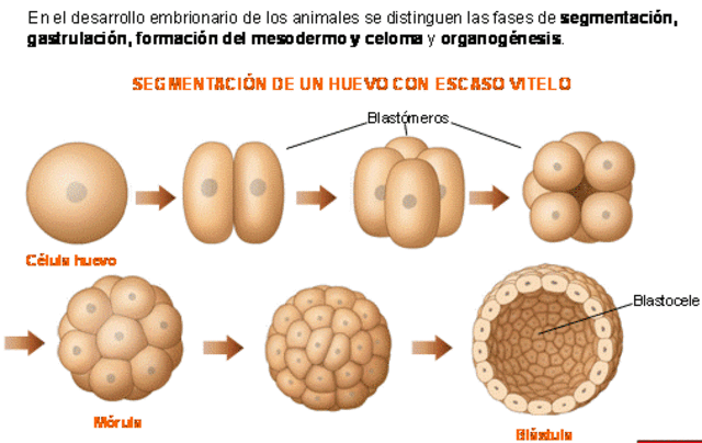Formación del blastocele