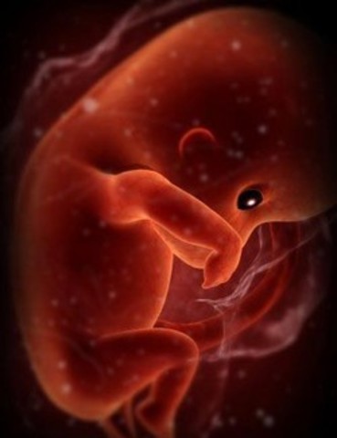 8ª semana (2º mes)