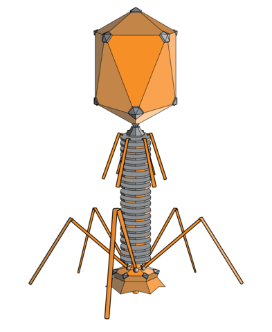 Discovery of Bacteriophages