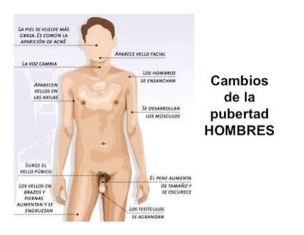 Pubertad en el hombre