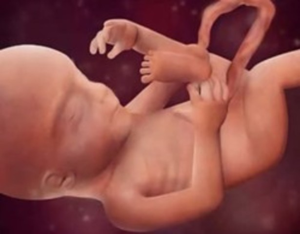 24º SEMANA (6 MESES)