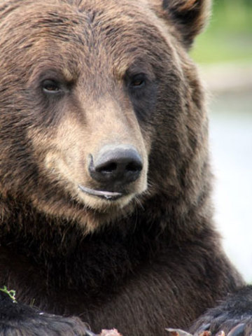 Grizzly Encounter