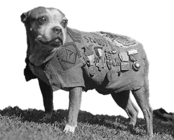 WW1 Dog Named Stubby