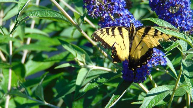 Photography Buisness