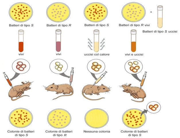 Esperimento di griffith