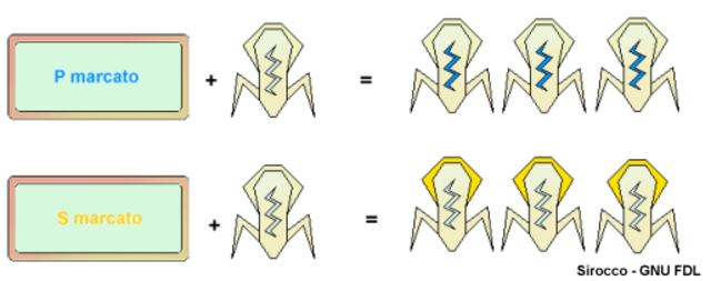 Esperimento di Harshey e Chase