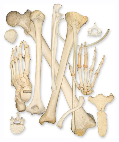 beattie had collected bone samples