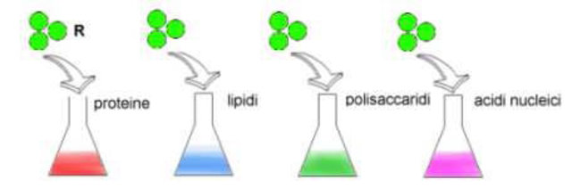 Esperimento di Avery