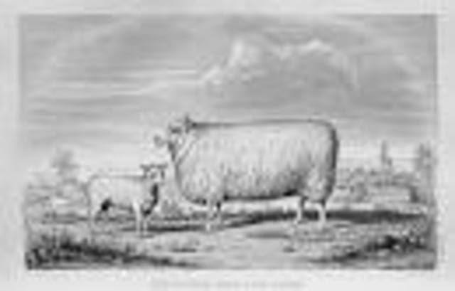 The New Leicester Sheep